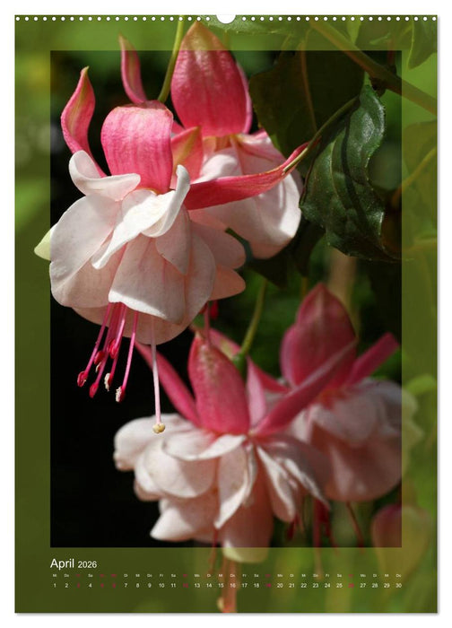 Faszinierende Fuchsien (CALVENDO Premium Wandkalender 2026)