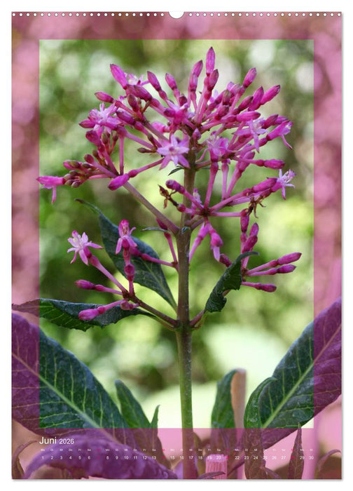 Faszinierende Fuchsien (CALVENDO Premium Wandkalender 2026)