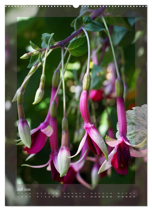 Faszinierende Fuchsien (CALVENDO Premium Wandkalender 2026)