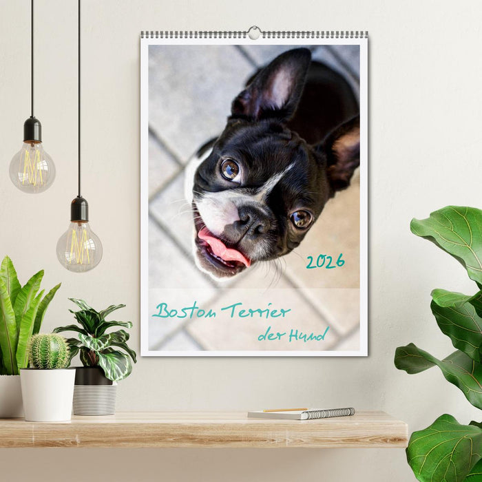Boston Terrier der Hund 2026 (CALVENDO Wandkalender 2026)