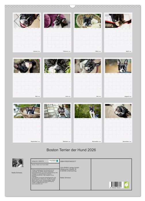 Boston Terrier der Hund 2026 (CALVENDO Wandkalender 2026)