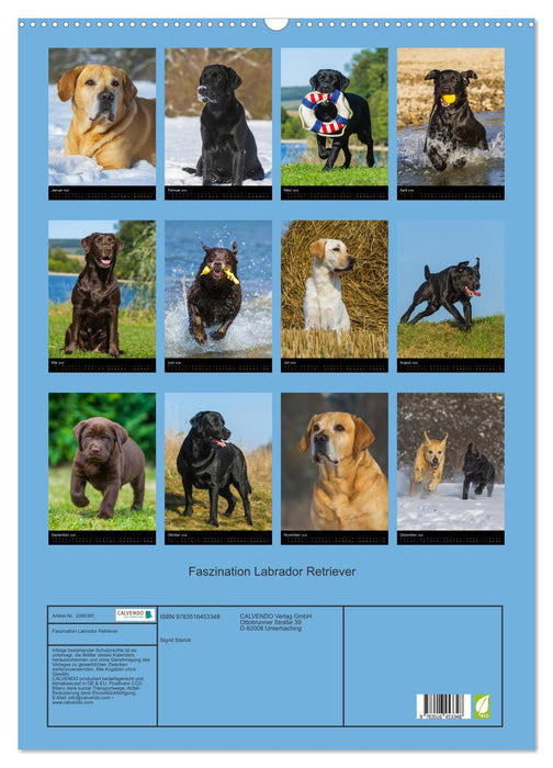 Faszination Labrador Retriever (CALVENDO Wandkalender 2026)