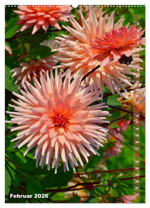 Dahlien - Blütenträume (CALVENDO Wandkalender 2026)