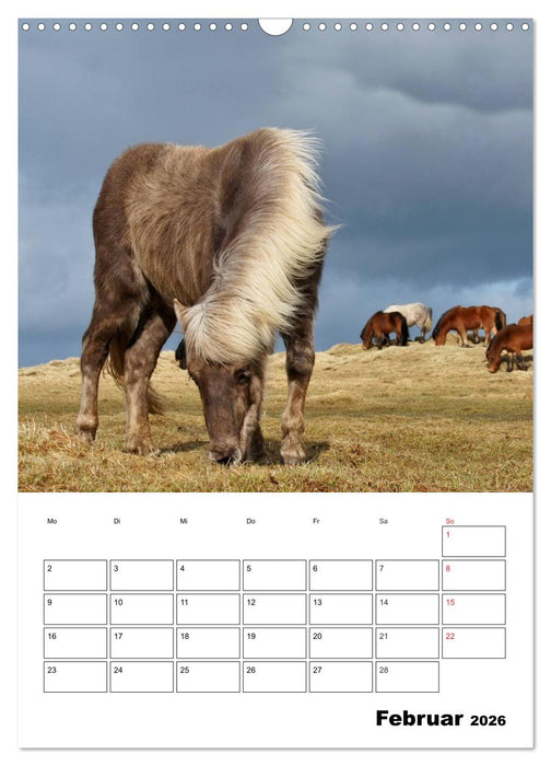 ISLANDPFERDE an der Küste von Snæfellsnes (CALVENDO Wandkalender 2026)