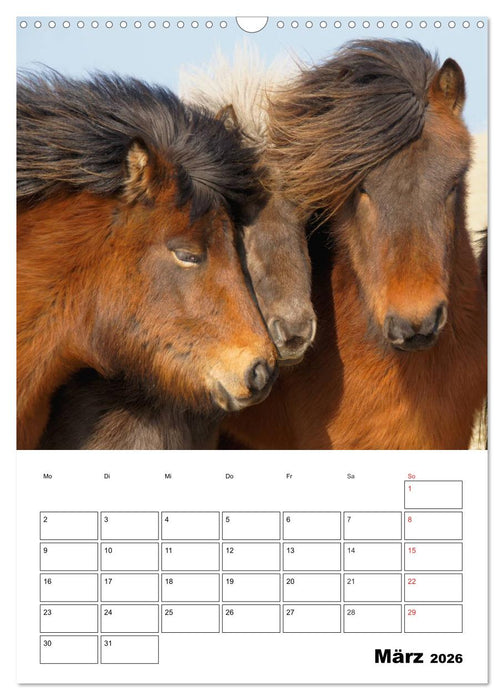 ISLANDPFERDE an der Küste von Snæfellsnes (CALVENDO Wandkalender 2026)