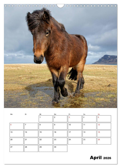 ISLANDPFERDE an der Küste von Snæfellsnes (CALVENDO Wandkalender 2026)