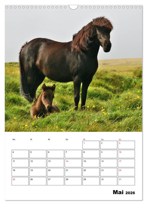 ISLANDPFERDE an der Küste von Snæfellsnes (CALVENDO Wandkalender 2026)