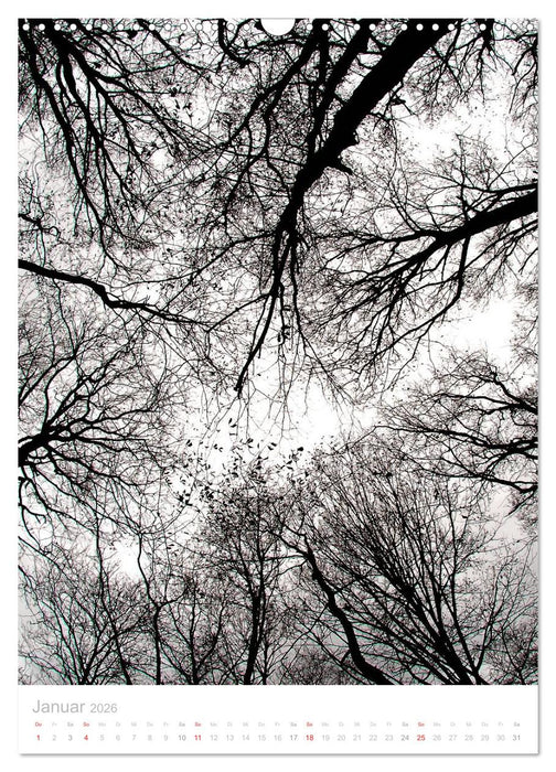 Blick nach oben (CALVENDO Wandkalender 2026)