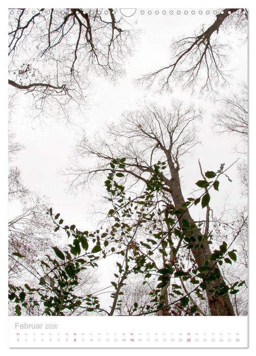 Blick nach oben (CALVENDO Wandkalender 2026)
