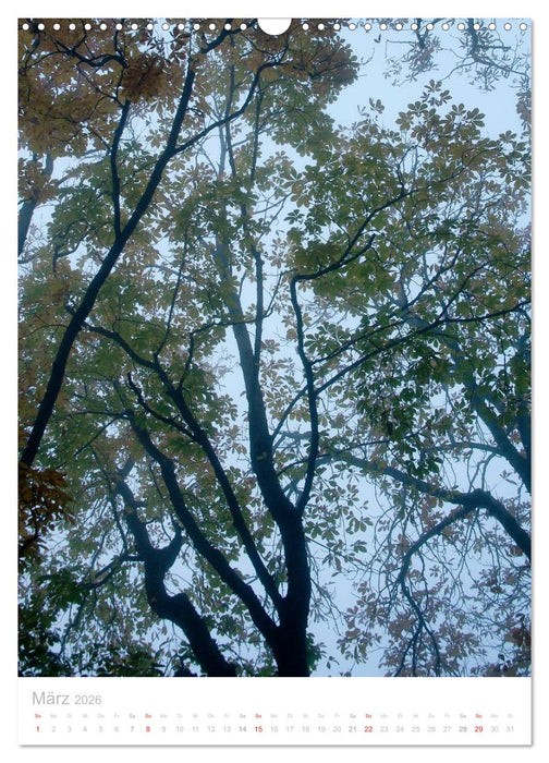 Blick nach oben (CALVENDO Wandkalender 2026)