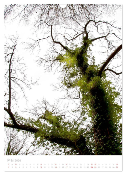 Blick nach oben (CALVENDO Wandkalender 2026)