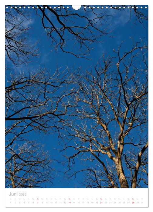 Blick nach oben (CALVENDO Wandkalender 2026)