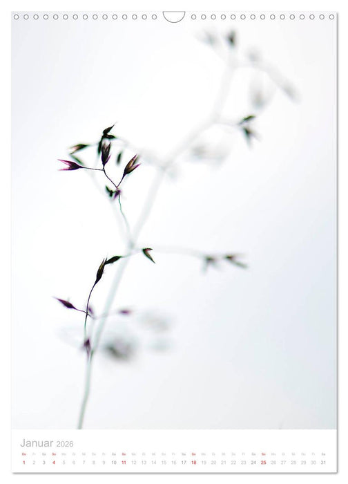 Zarte Gräser (CALVENDO Wandkalender 2026)