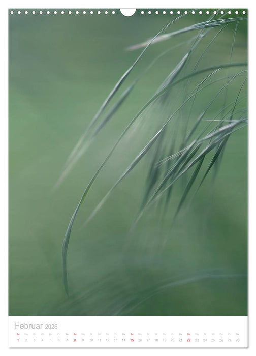 Zarte Gräser (CALVENDO Wandkalender 2026)