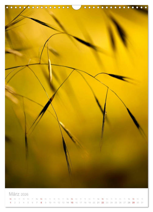 Zarte Gräser (CALVENDO Wandkalender 2026)