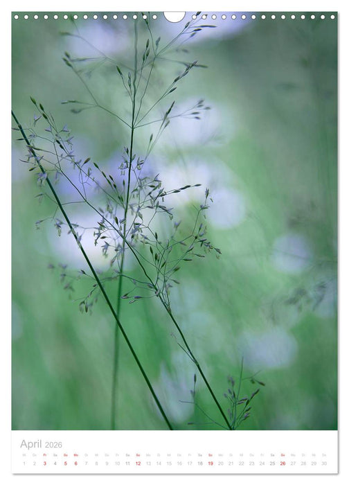 Zarte Gräser (CALVENDO Wandkalender 2026)