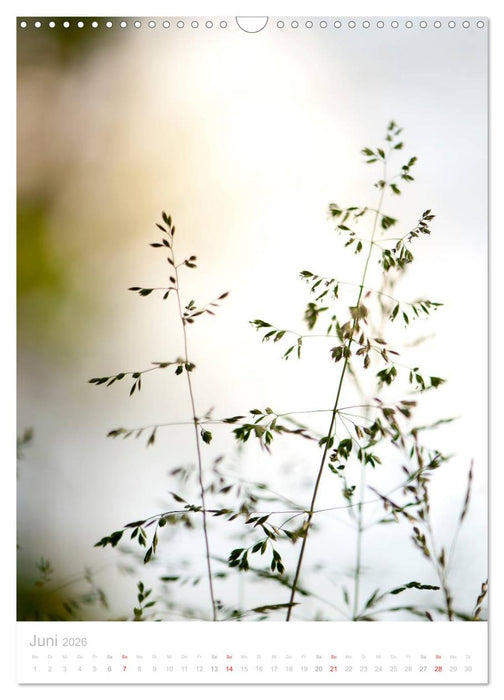Zarte Gräser (CALVENDO Wandkalender 2026)