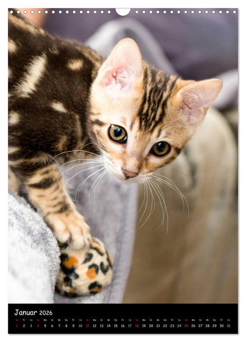 Verliebt in zwei Bengalen (CALVENDO Wandkalender 2026)