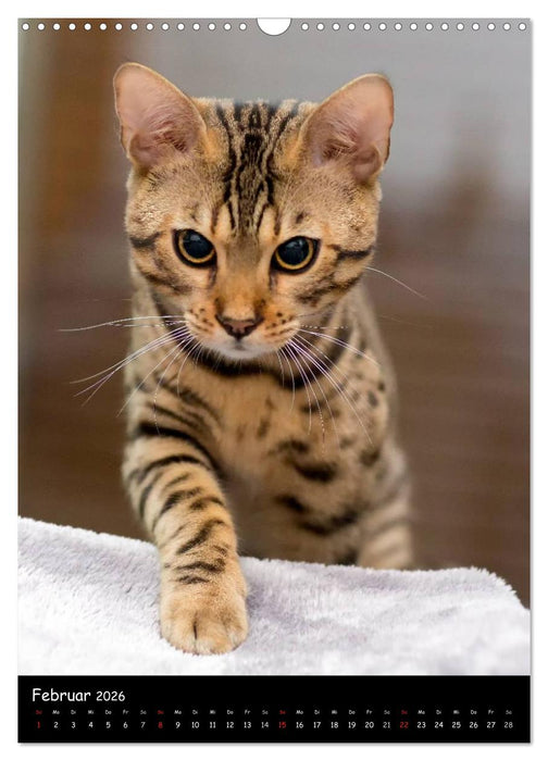 Verliebt in zwei Bengalen (CALVENDO Wandkalender 2026)