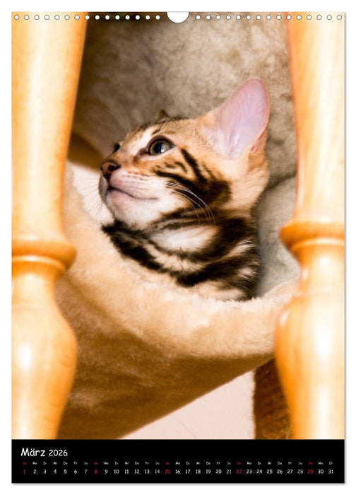 Verliebt in zwei Bengalen (CALVENDO Wandkalender 2026)