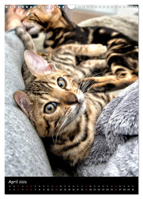 Verliebt in zwei Bengalen (CALVENDO Wandkalender 2026)