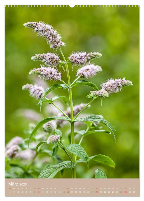 NOCH MEHR WILDE NAHRUNG (CALVENDO Wandkalender 2026)