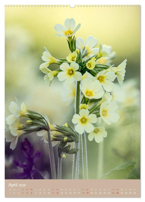 NOCH MEHR WILDE NAHRUNG (CALVENDO Wandkalender 2026)