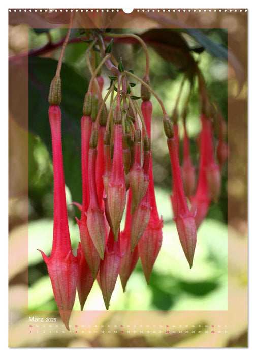 Faszinierende Fuchsien (CALVENDO Wandkalender 2026)