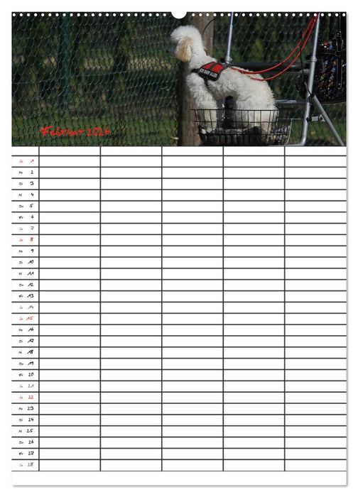 Der Pudel-Familienplaner (CALVENDO Premium Wandkalender 2026)