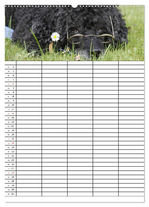 Der Pudel-Familienplaner (CALVENDO Premium Wandkalender 2026)