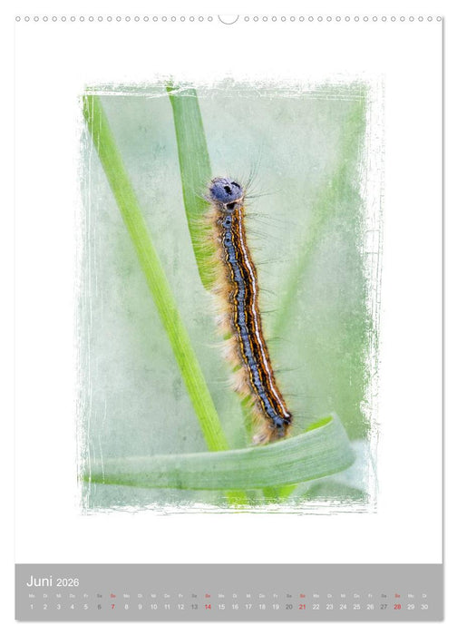 Kunstwerk Natur (CALVENDO Premium Wandkalender 2026)