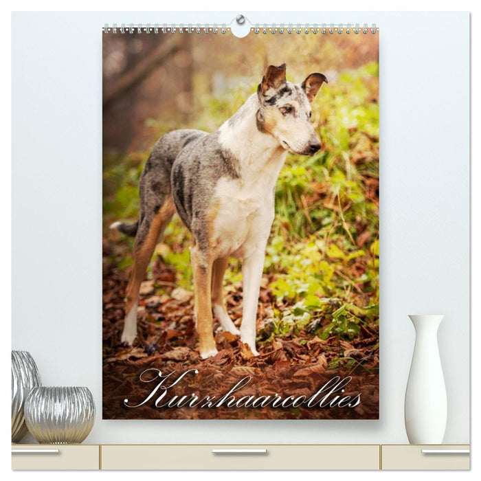 Kurzhaarcollies (CALVENDO Premium Wandkalender 2026)