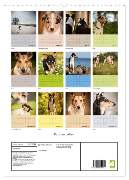 Kurzhaarcollies (CALVENDO Premium Wandkalender 2026)