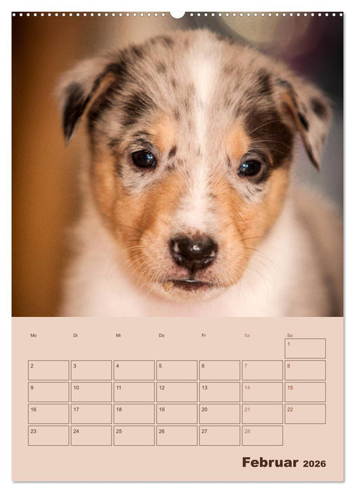 Kurzhaarcollies (CALVENDO Premium Wandkalender 2026)