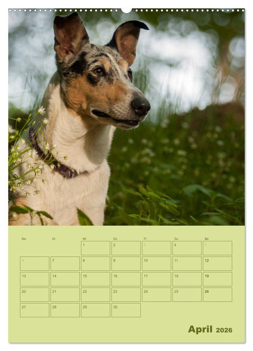 Kurzhaarcollies (CALVENDO Premium Wandkalender 2026)