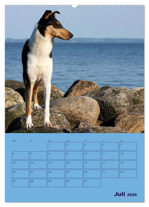 Kurzhaarcollies (CALVENDO Premium Wandkalender 2026)
