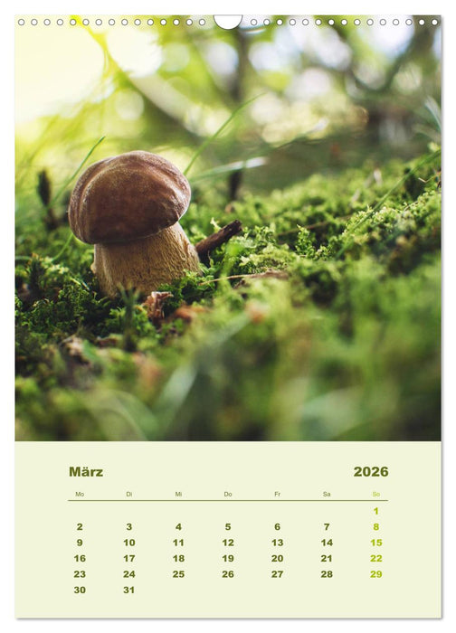 Wundersame Welt der Pilze (CALVENDO Wandkalender 2026)