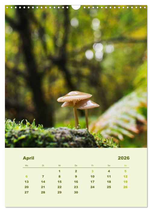Wundersame Welt der Pilze (CALVENDO Wandkalender 2026)