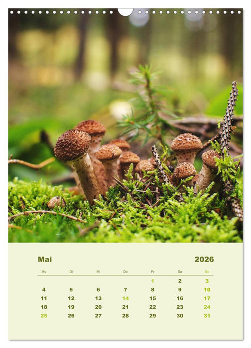 Wundersame Welt der Pilze (CALVENDO Wandkalender 2026)
