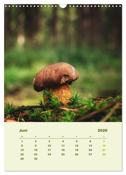 Wundersame Welt der Pilze (CALVENDO Wandkalender 2026)