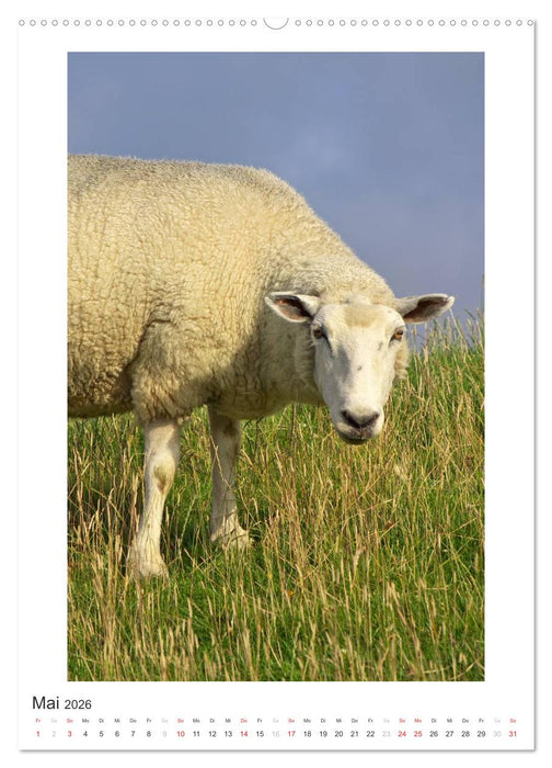 Büsum - Impressionen eines Sommers (CALVENDO Wandkalender 2026)