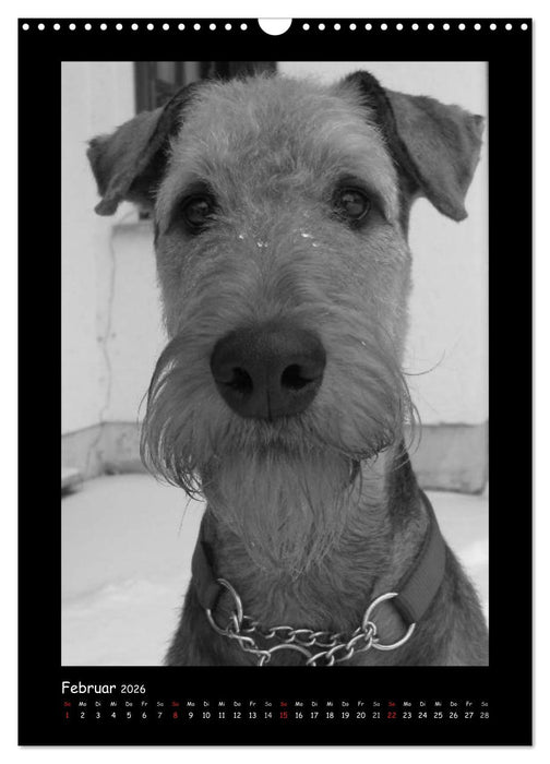 Der Airedale: Portraits eines "Dickkopfes" (CALVENDO Wandkalender 2026)