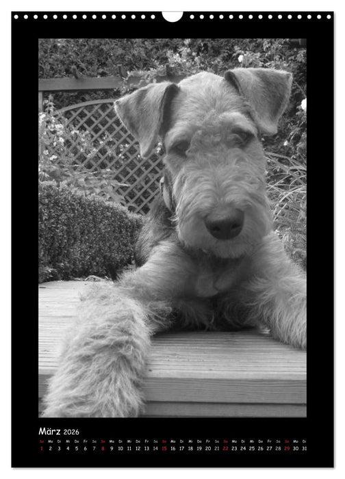 Der Airedale: Portraits eines "Dickkopfes" (CALVENDO Wandkalender 2026)