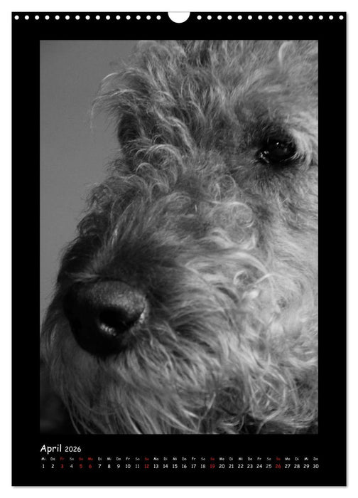 Der Airedale: Portraits eines "Dickkopfes" (CALVENDO Wandkalender 2026)