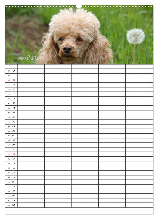 Der Pudel-Familienplaner (CALVENDO Wandkalender 2026)