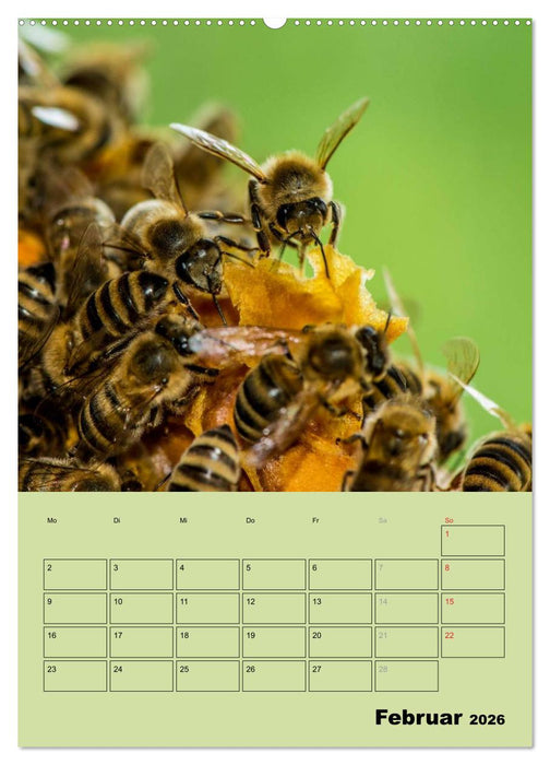 Bienenplaner (CALVENDO Premium Wandkalender 2026)