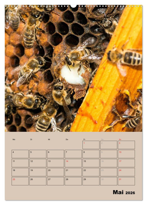 Bienenplaner (CALVENDO Premium Wandkalender 2026)