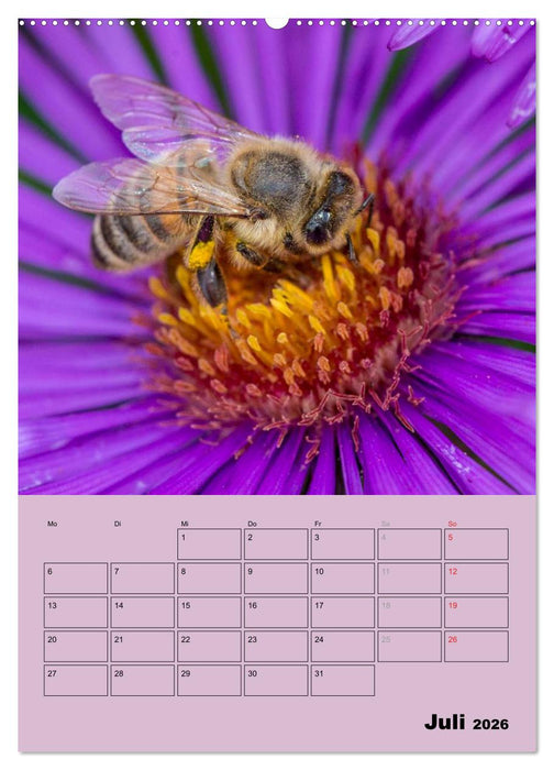 Bienenplaner (CALVENDO Premium Wandkalender 2026)