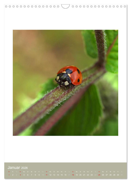 Artenvielfalt der Insekten (CALVENDO Wandkalender 2026)