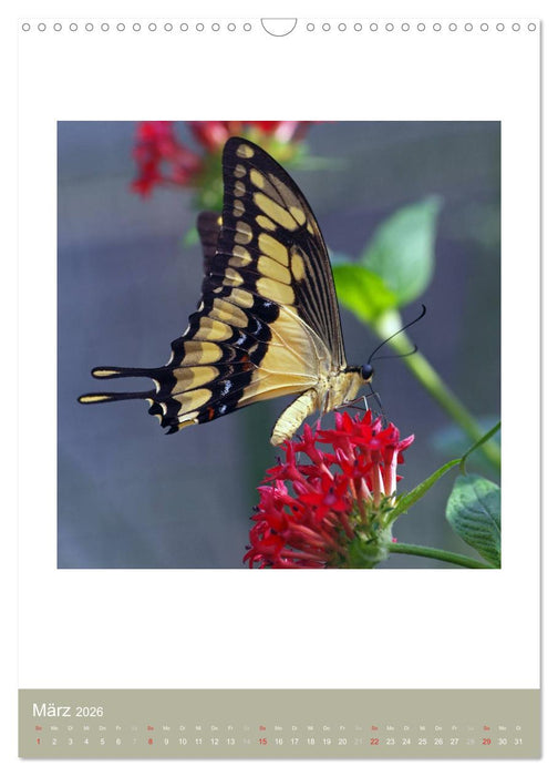 Artenvielfalt der Insekten (CALVENDO Wandkalender 2026)